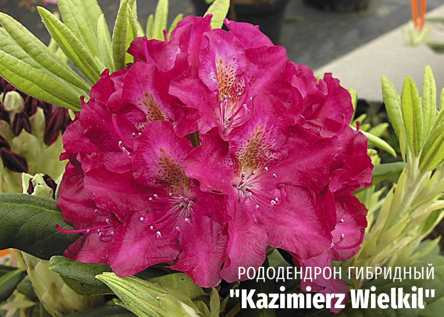 Сорта рододендронов с розовыми цветами - выбор для сада и огорода