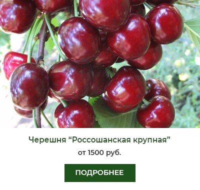 Россошанская крупная Россошанская крупная