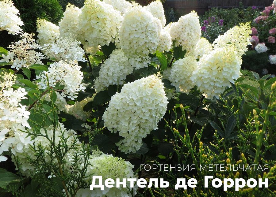 Дентель де Горрон Общий план.jpg