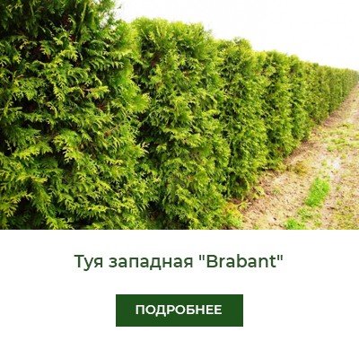 tuya-zapadnaya-brabant