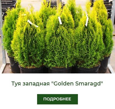 tuya-zapadnaya-golden-smaragd
