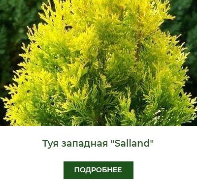 tuya-zapadnaya-salland