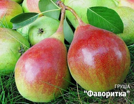 Выбор места для посадки саженцев
