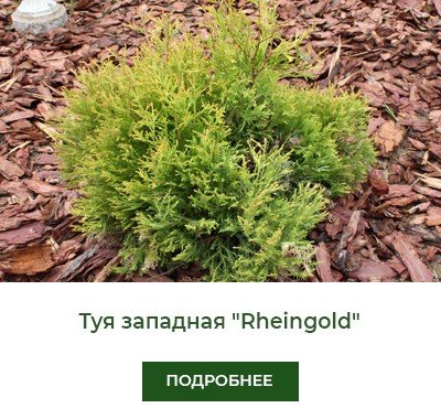tuya-zapadnaya-rheingold