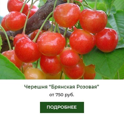 Брянская Розовая Брянская Розовая