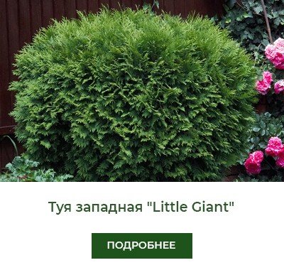 tuya-zapadnaya-little-giant