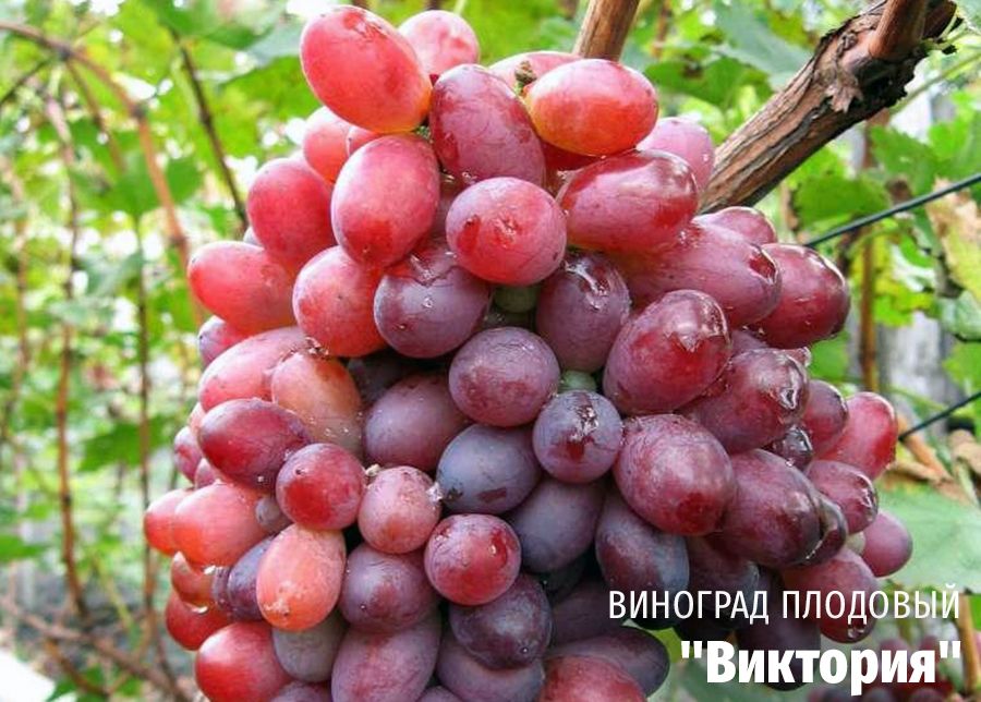 Основные советы по борьбе с болезнями