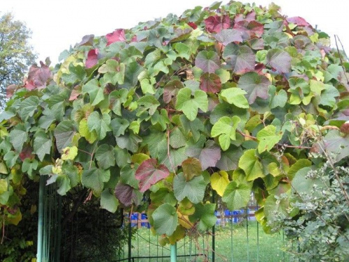 Виноград амурский (уссурийский)