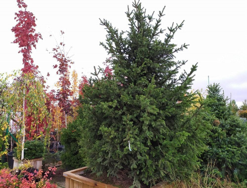 Ель обыкновенная / Picea abies