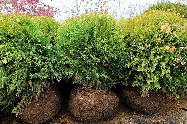 Туя западная Globosa Aurea (Глобоза Ауреа)