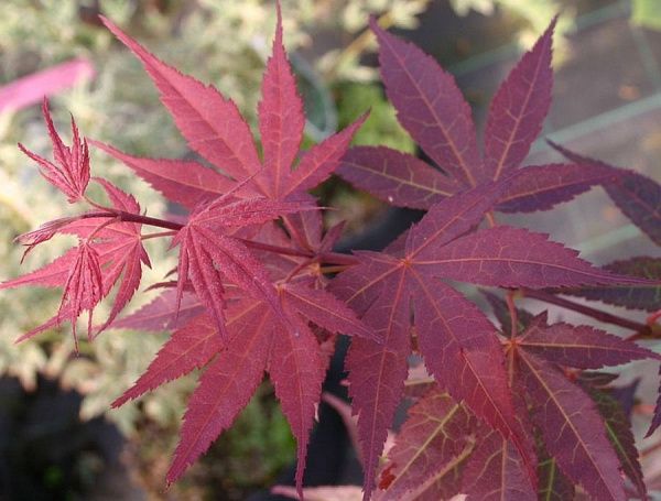 Клен дланевидный "Atropurpureum" (Атропурпуреум)