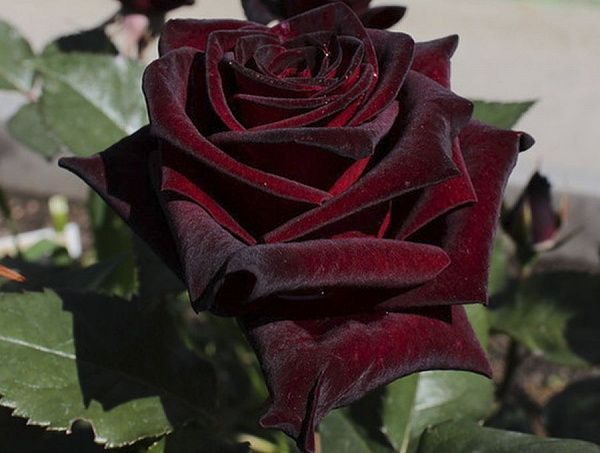 Роза "Black Backara" (Блэк Баккара)