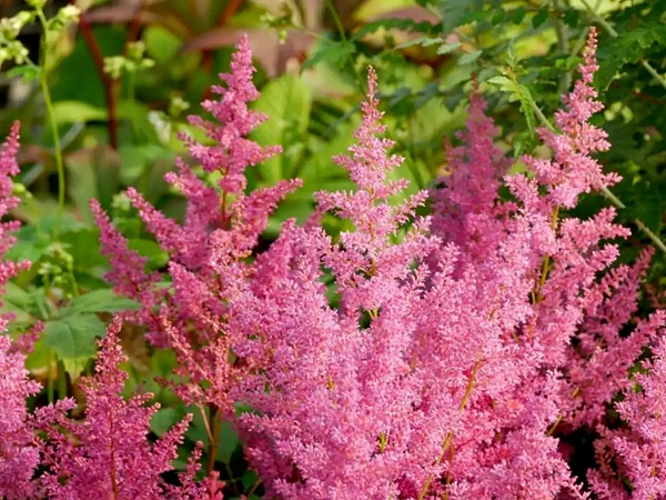 Астильба японская "Mainz" (Маинц)