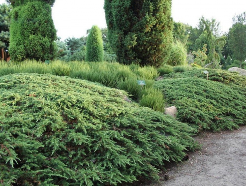 Можжевельник обыкновенный "Green Carpet" (Грин Карпет)