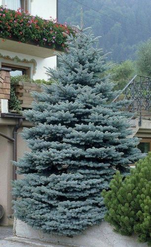 Ель колючая "Koster" (Костер)