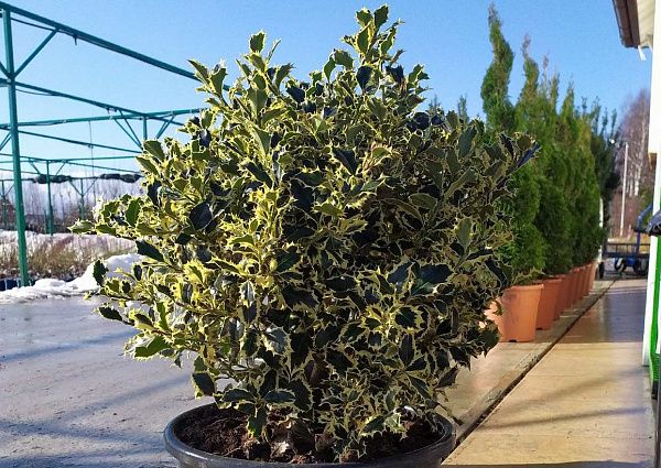 Падуб остролистный Argentea Marginata (Аргентеа Маргината) саженцы