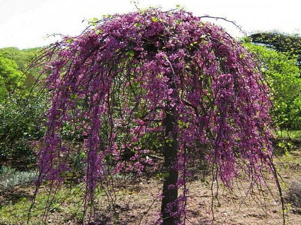 Багрянник канадский “Lavander Twist” (Лавандер Твист) (Церцис канадский) дерево (1)