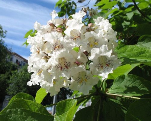 Катальпа бигнониевидная / Catalpa bignonioides