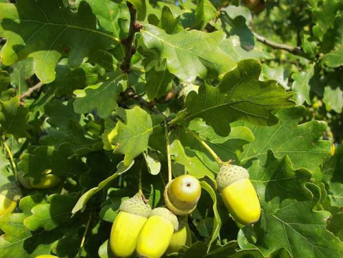 Дуб черешчатый / Quercus robur