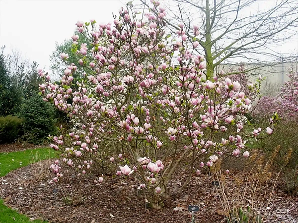 Магнолия Суланжа Amabilis (Амабилис) дерево
