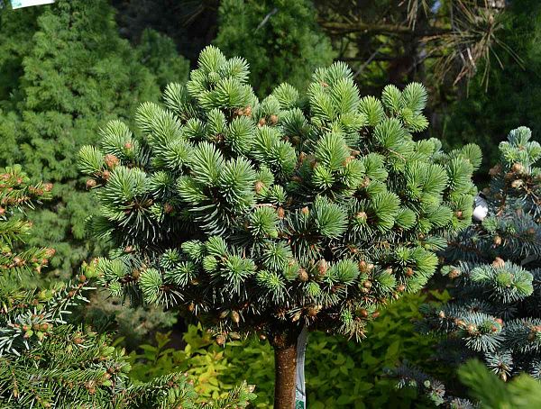 Ель колючая "Brynek" (Брынек)