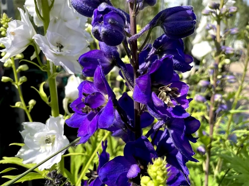 Дельфиниум высокий "Excalibur Dark Blue Black Bee" (Экскалибур Дарк Блю Блэк Би)