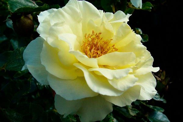 Роза Флорибунда "Lemon Romantica" (Лемон Романтика)