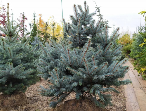 Ель колючая "Super Blue Seedling" (Супер Блю Сидлинг)
