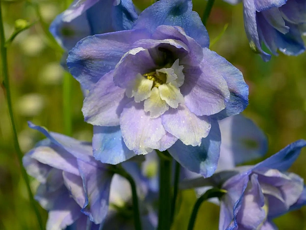 Дельфиниум высокий "Guardian Lavender" (Гардиан Лавендер)