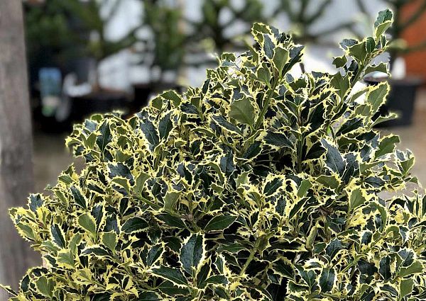 Падуб остролистный Argentea Marginata (Аргентеа Маргината) фото