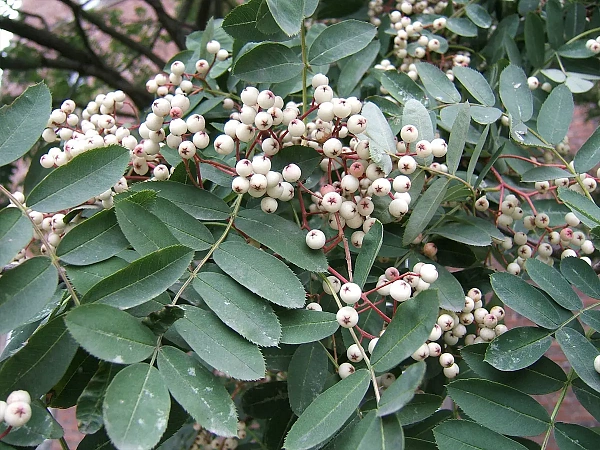 Рябина Кашмирская