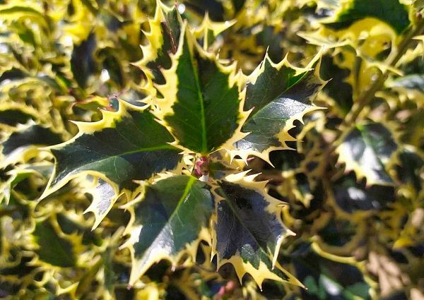 Падуб остролистный "Argentea Marginata" (Аргентеа Маргината)