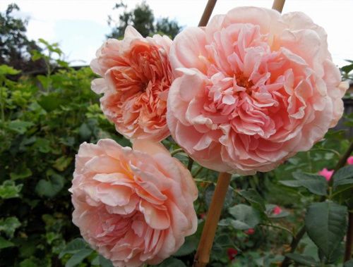 Роза парковая "Abraham Darby" (Абрахам Дерби) (Розово-персиковая)