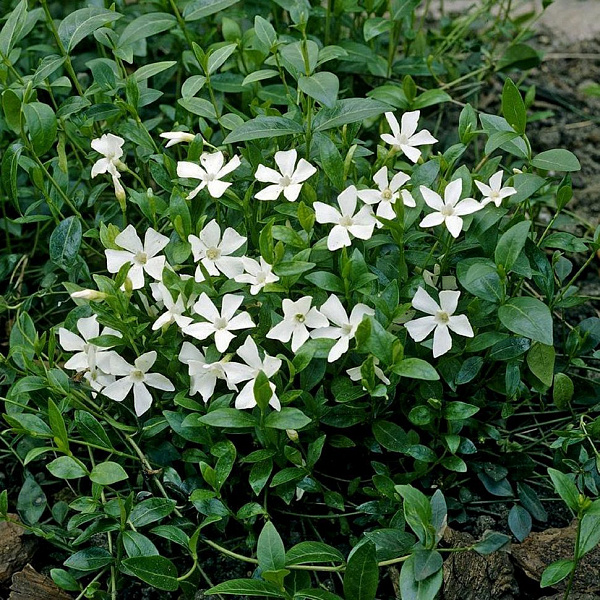 Барвинок малый "Gertrude Jekyll" (Гертруда Джекил)