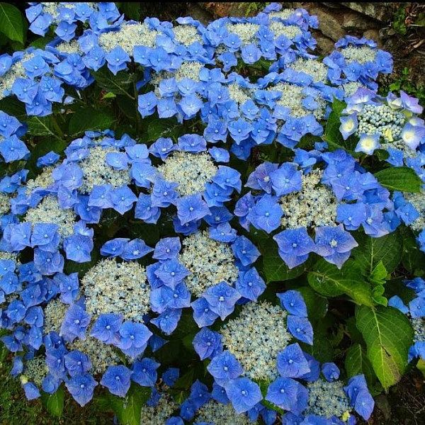 Гортензия крупнолистная Blaumeise (Блаумайзе) цветение