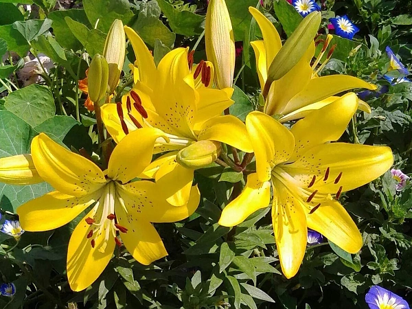 Лилия гибридная "Yellow Diamond" (Йеллоу Даймонд)