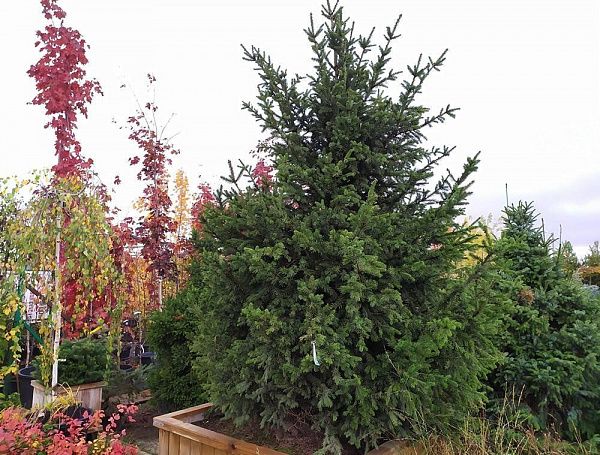 Ель обыкновенная / Picea abies