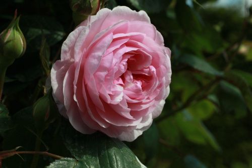 Роза парковая "Rose Olivia Rose Austin" (Оливия Роуз Остин)