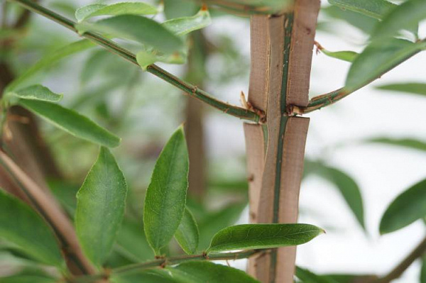 Euonymus-alatus-Blade-Runner_саженцы