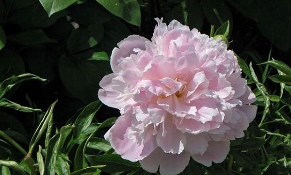 ПИОН МОЛОЧНОЦВЕТКОВЫЙ PINK PEARL (ПИНК ПЕРЛ) саженцы
