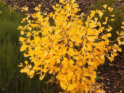Гинкго билоба "Autumn Gold" (Отум Голд)