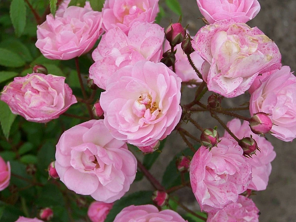 Роза гибридная "Heavenly Pink" (Хэвенли Пинк)