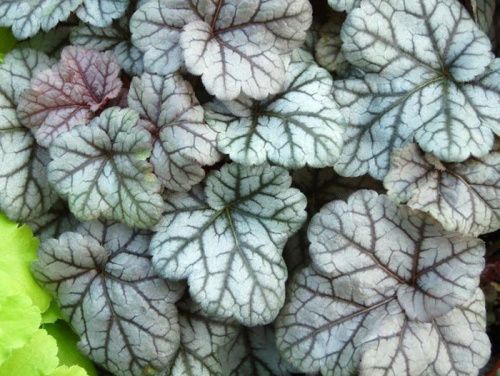 Гейхера гибридная "Cinnabar Silver" (Синабар Сильвер)