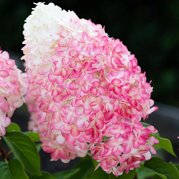 Гортензия метельчатая Pink and Rose (Пинк энд Роуз) розовые оттенки в цветении