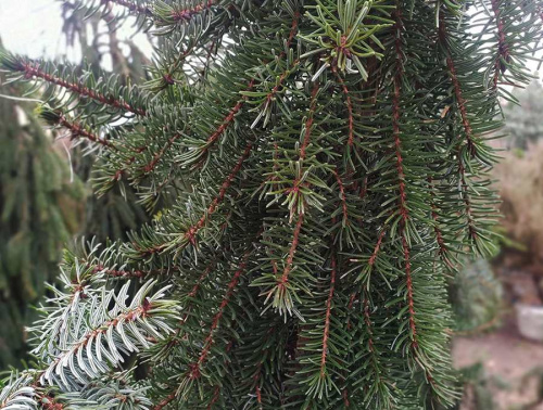 Ель сербская "Pendula" (Пендула)
