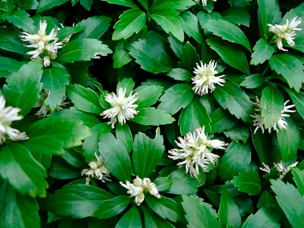 Пахизандра верхушечная Green Carpet (Грин Карпет) цветение