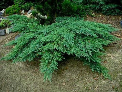 Можжевельник казацкий "Rockery Gem" (Рокери Джем)