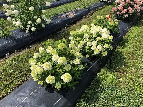 HYDRANGEA PANICULATA FIRE LIGHT TINY BIT