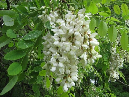Робиния лжеакация / Robinia pseudoacacia