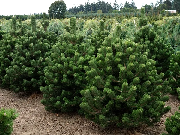 Сосна черная "Oregon Green" (Орегон Грин)